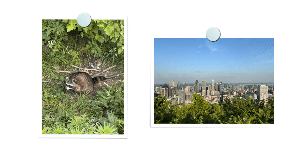 Vue du Mont Royal à Montréal, offrant un panorama sur la ville