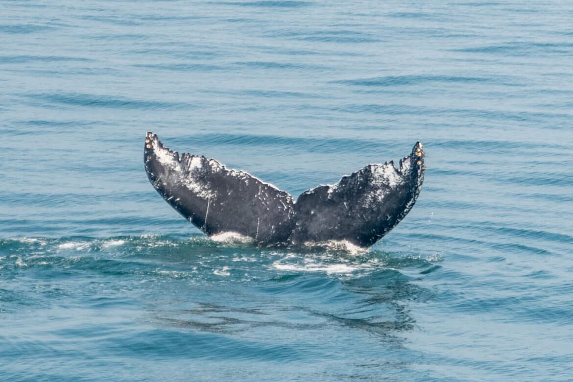 Baleines observées lors d'une excursion au large de Boston