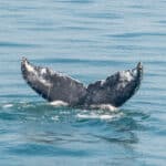 Baleines observées lors d'une excursion au large de Boston
