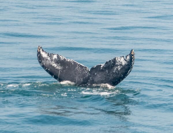 Baleines observées lors d'une excursion au large de Boston